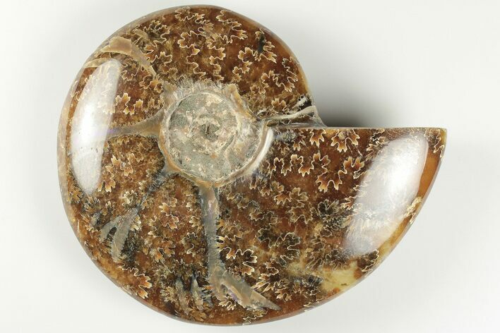 4.9" Polished Ammonite Fossil - Madagascar